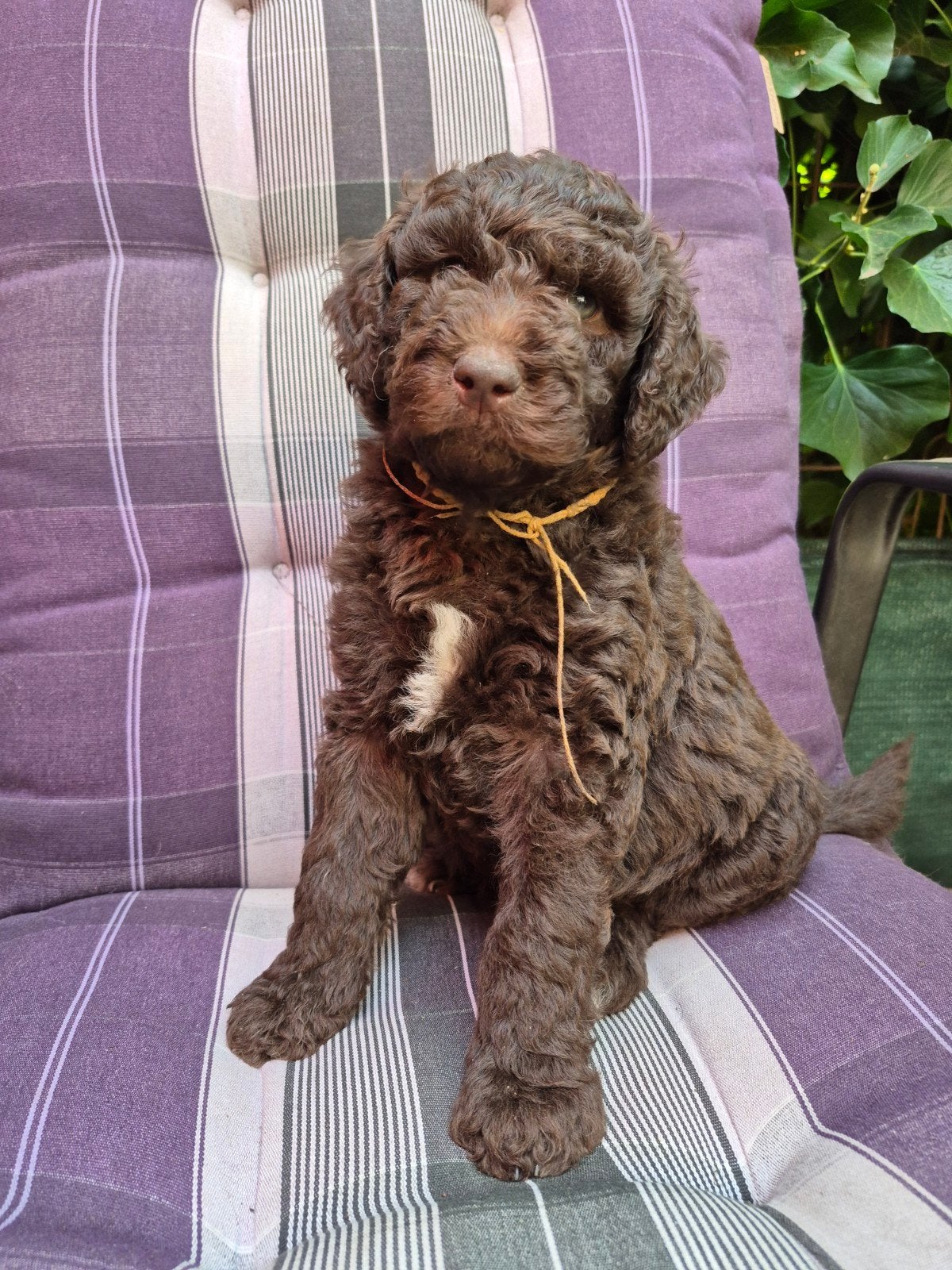 Labradoodle multigen pups, Dieren en Toebehoren, Honden | Retrievers, Spaniëls en Waterhonden, Parvo, Nederland, Overige rassen