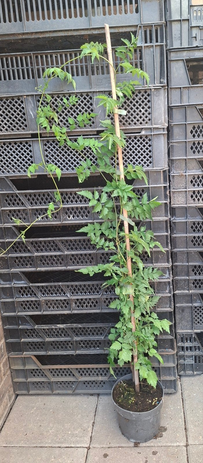 Campsis radicans Amerikaanse trompetbloem 80/100cm, Tuin en Terras, Planten | Tuinplanten, Ophalen, Vaste plant, Overige soorten