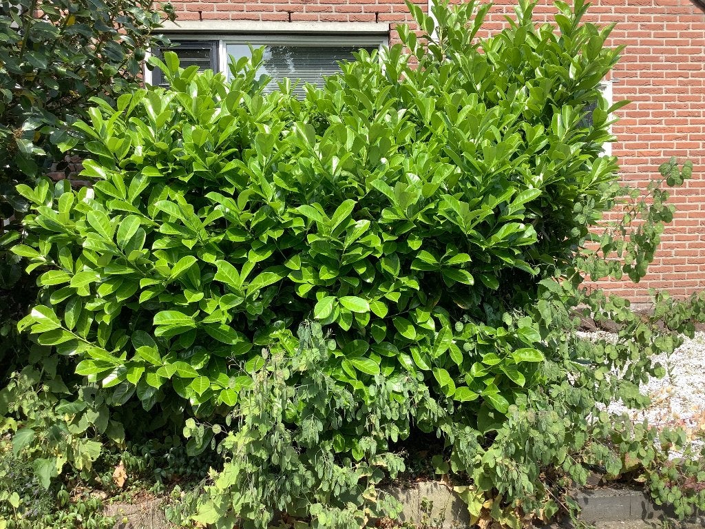 Gratis GROTE struik,  zelf eruit halen a.u.b., Tuin en Terras, Planten | Struiken en Hagen, Ophalen, Laurier, Struik, 100 tot 250 cm