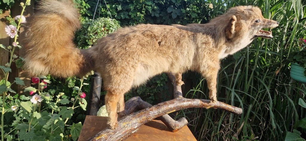 Grote opgezette Vos taxidermie (lengte 82 cm)  (brocante), Ophalen, Gebruikt, Wild dier, Opgezet dier