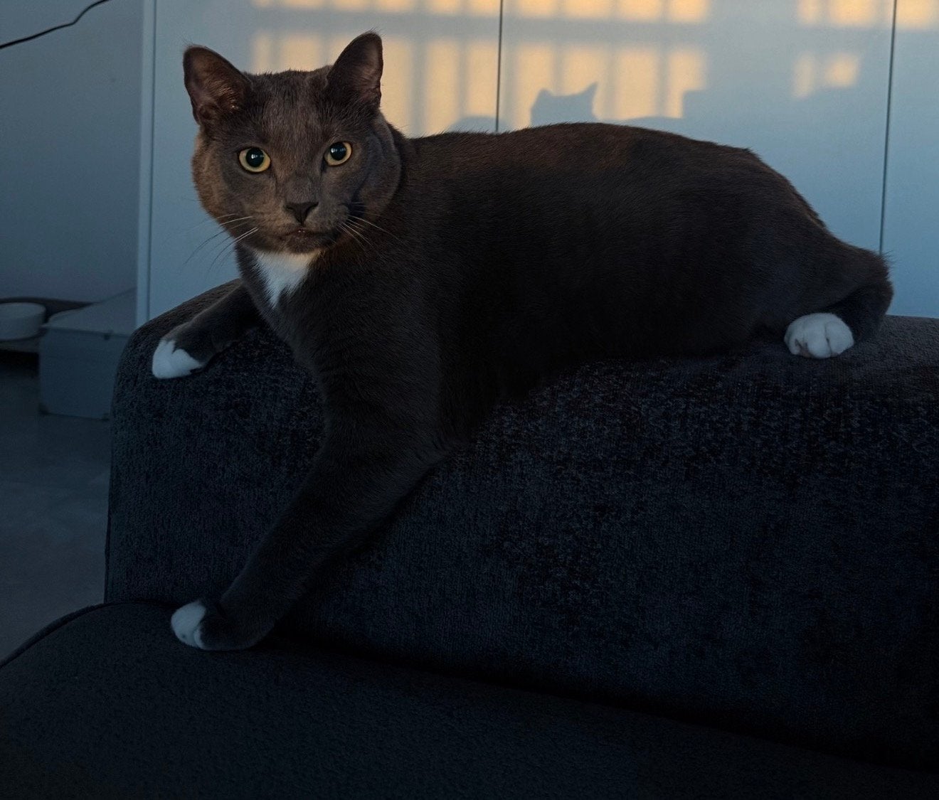 Europese Korthaar, Dieren en Toebehoren, Poes