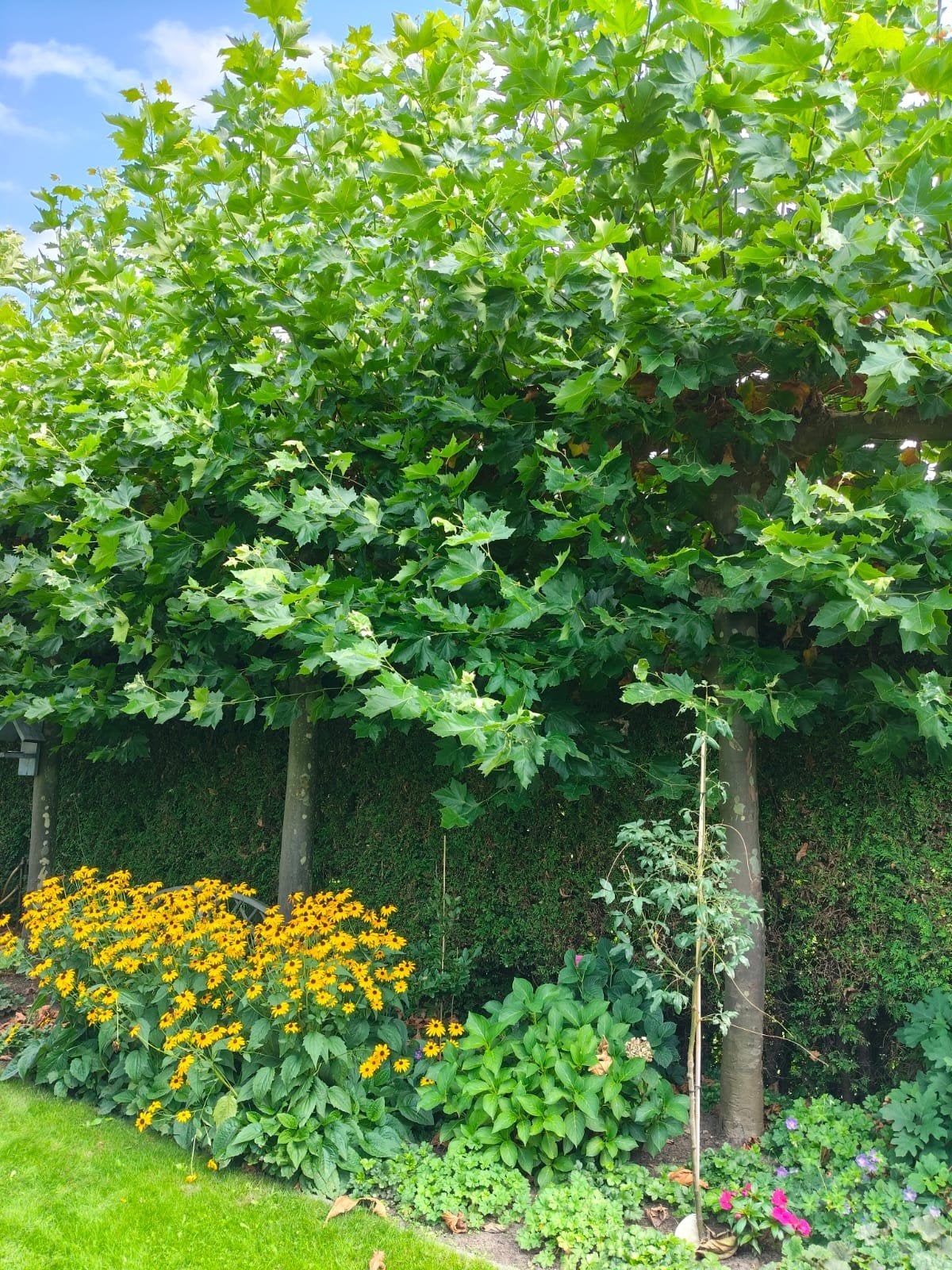 Wilgentenen / platanen en snoeihout voor diverse doeleinden, Ophalen, Vaste plant