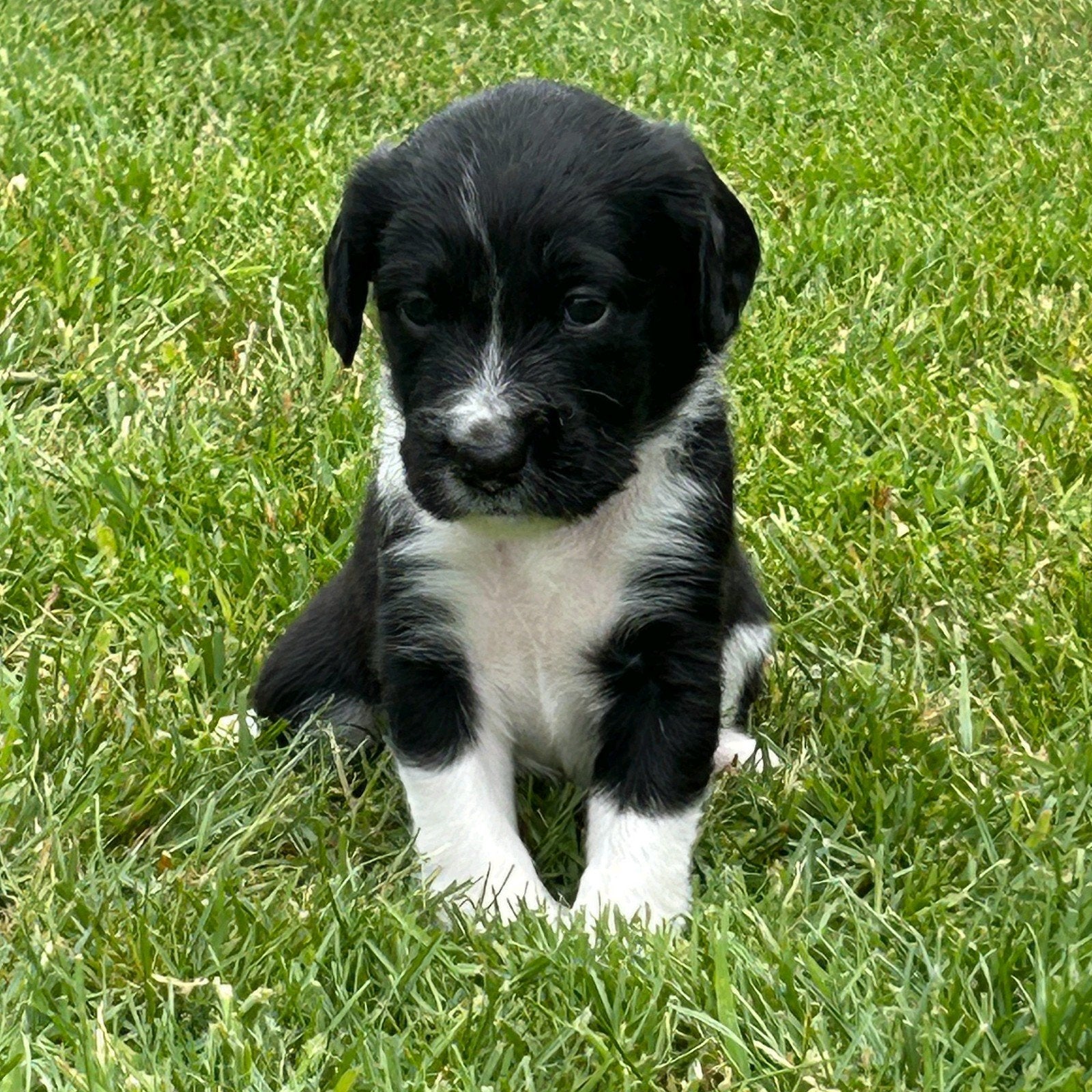 Stabij pups, Overige rassen, 8 tot 15 weken, Meerdere, Meerdere dieren