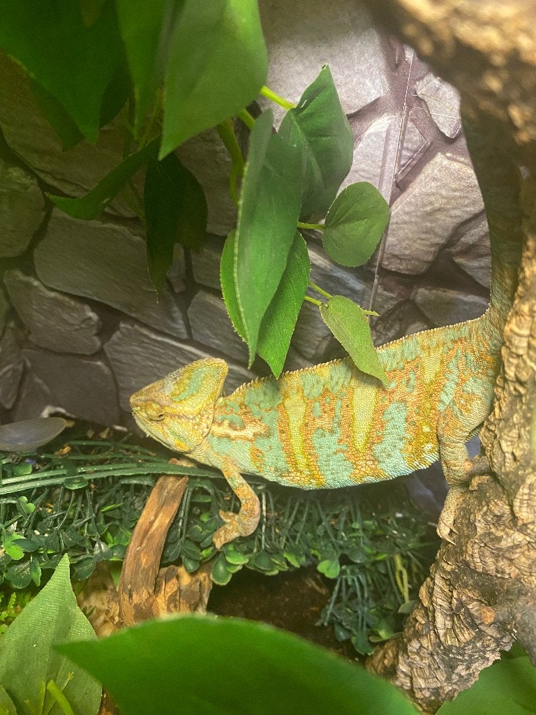 kameleon, Hagedis, 3 tot 6 jaar