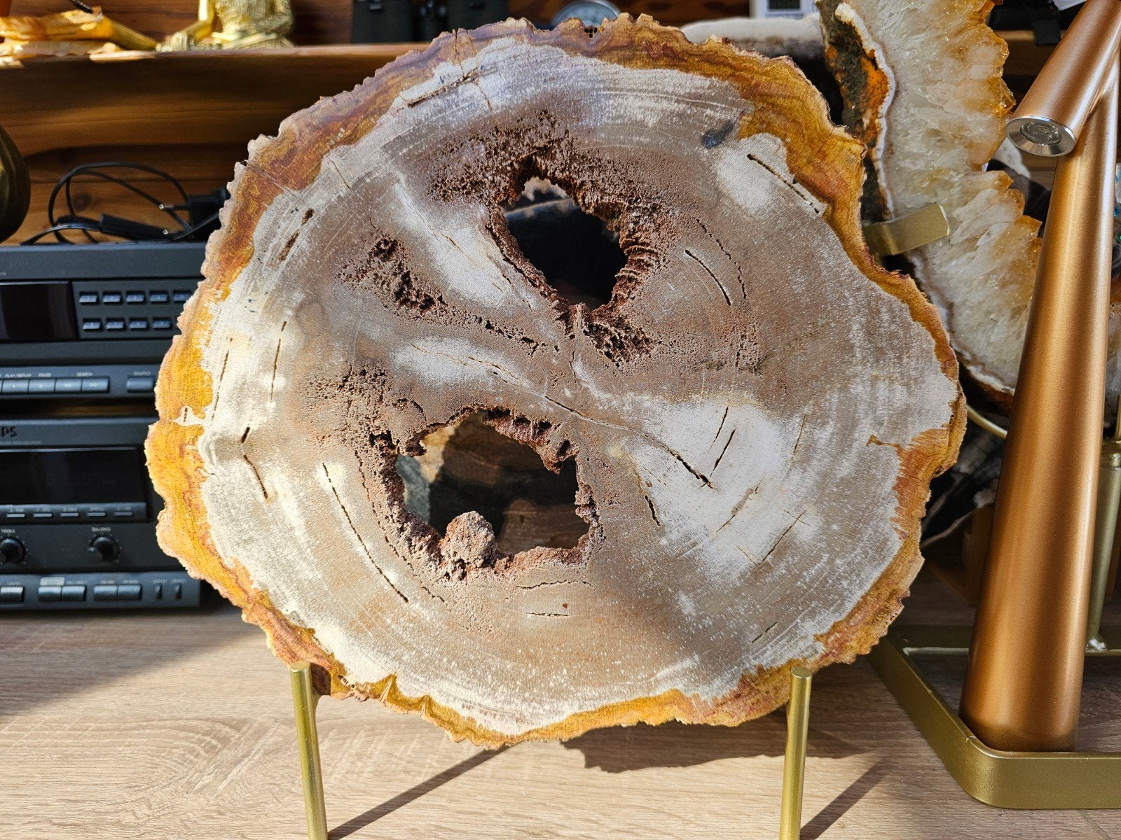 Prachtige plak versteend hout met kristallen, Ophalen of Verzenden, Fossiel