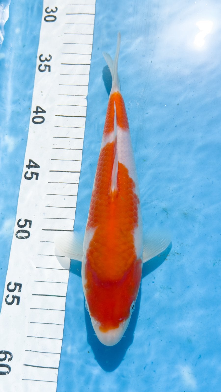 Koi Karper - Japanse Kohaku Koi - Yoshino, Dieren en Toebehoren, Karper of Koi