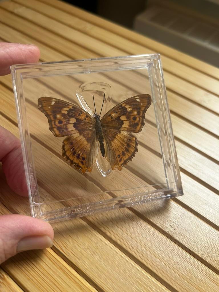 Geprepareerde opgezette vlinder, Dieren en Toebehoren, Insecten en Spinnen, Vlinders of Rupsen