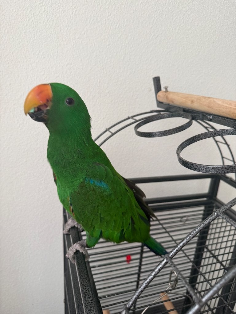 Edel papegaai, Dieren en Toebehoren, Vogels | Parkieten en Papegaaien, Mannelijk, Papegaai, Pratend