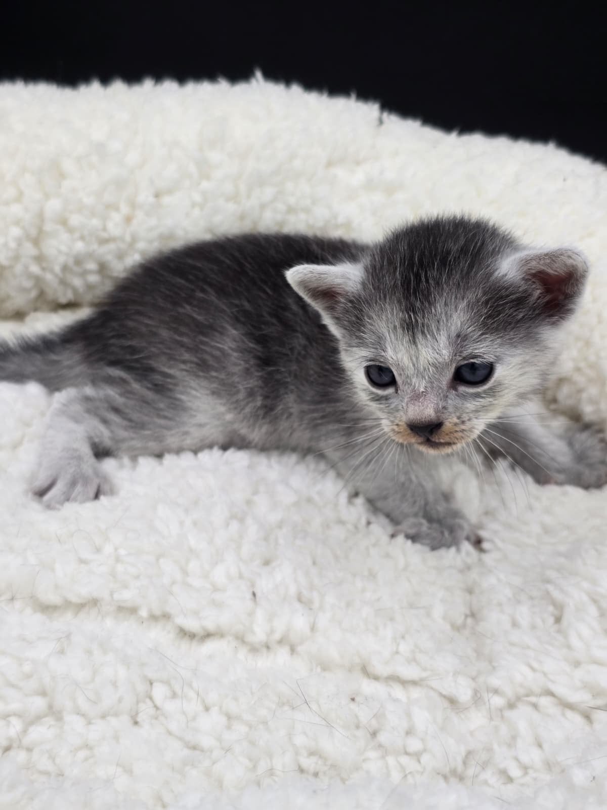 Transylvanian kitten (male), Kater