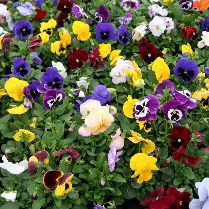 Vrolijke Viooltjes Mix - Oud en Betrouwbaar Gewas, Ophalen of Verzenden, Najaar, Volle zon, Zaad