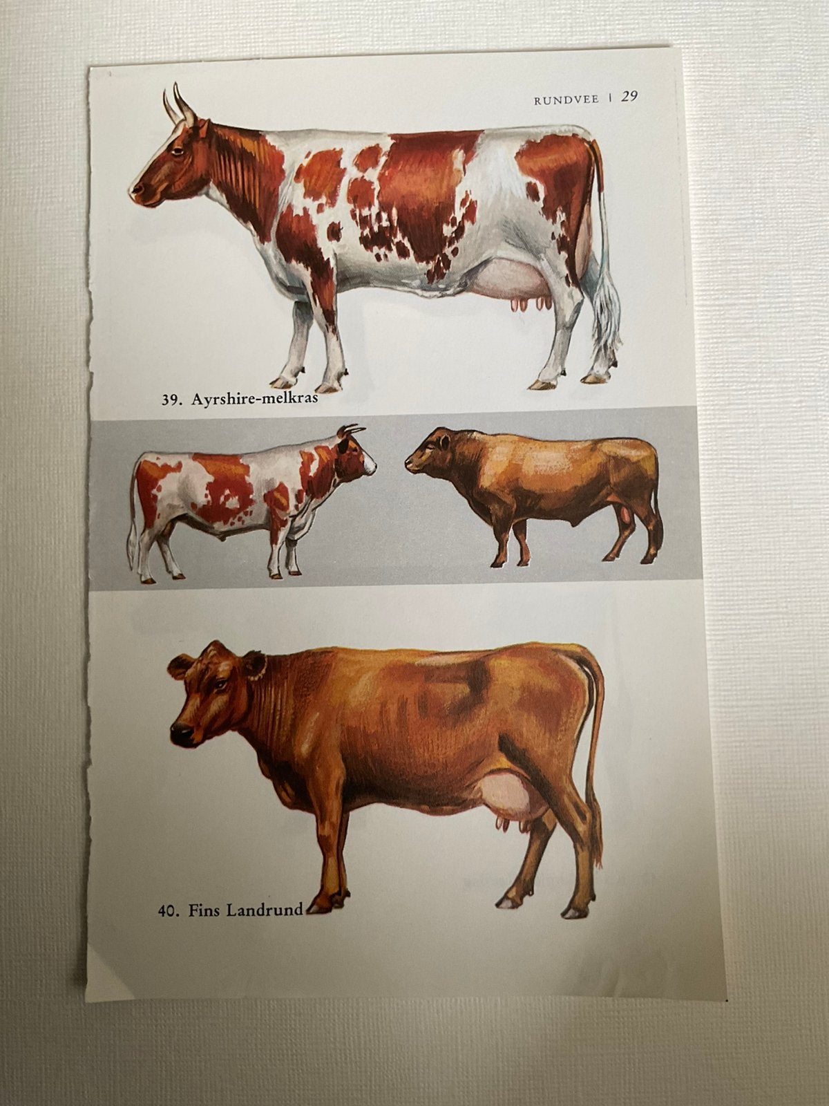 Runder prenten, Antiek en Kunst, Kunst | Litho's en Zeefdrukken, Ophalen of Verzenden