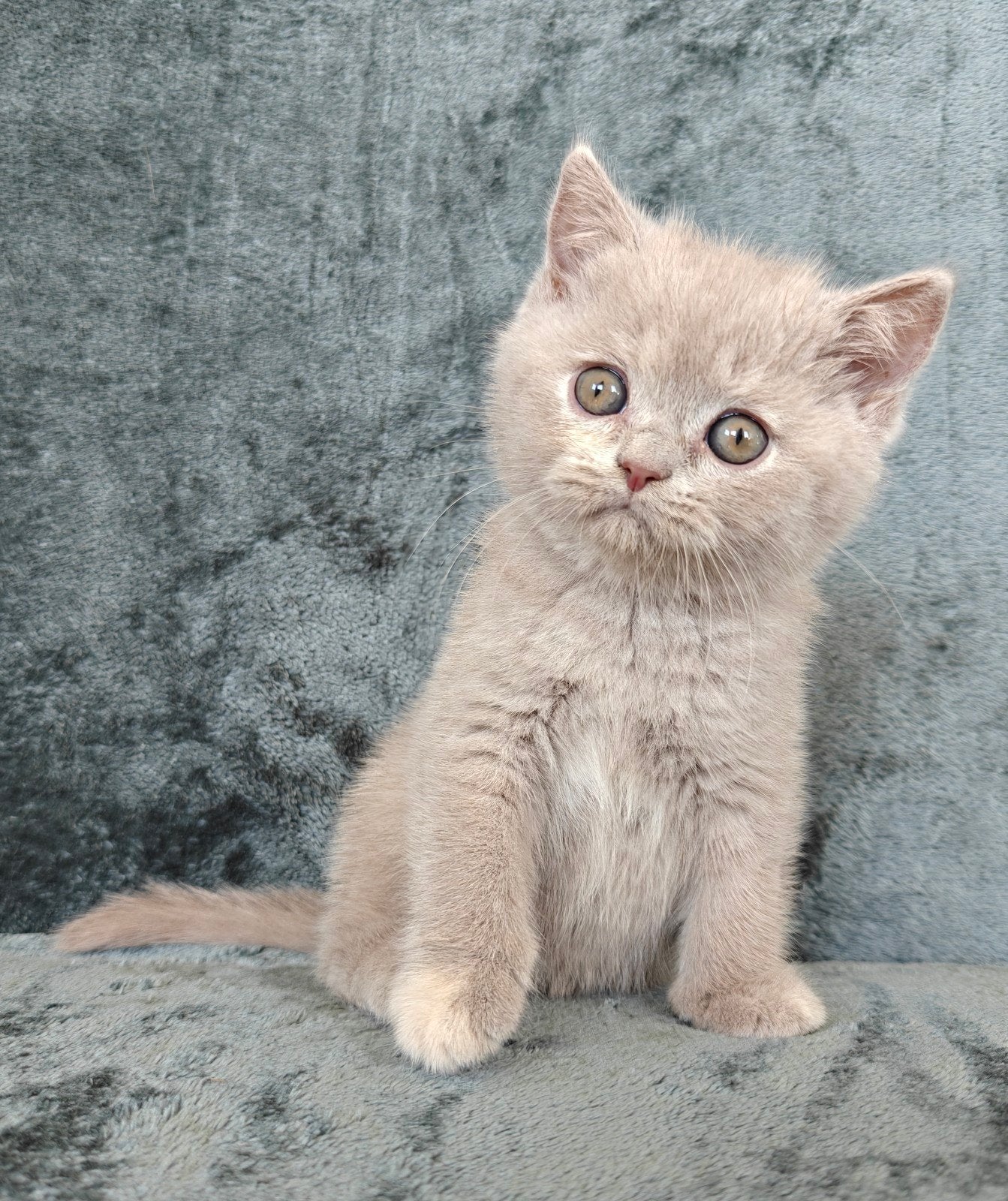Lillie brits / britse korthaar poesje met stamboom, Poes, Met stamboom