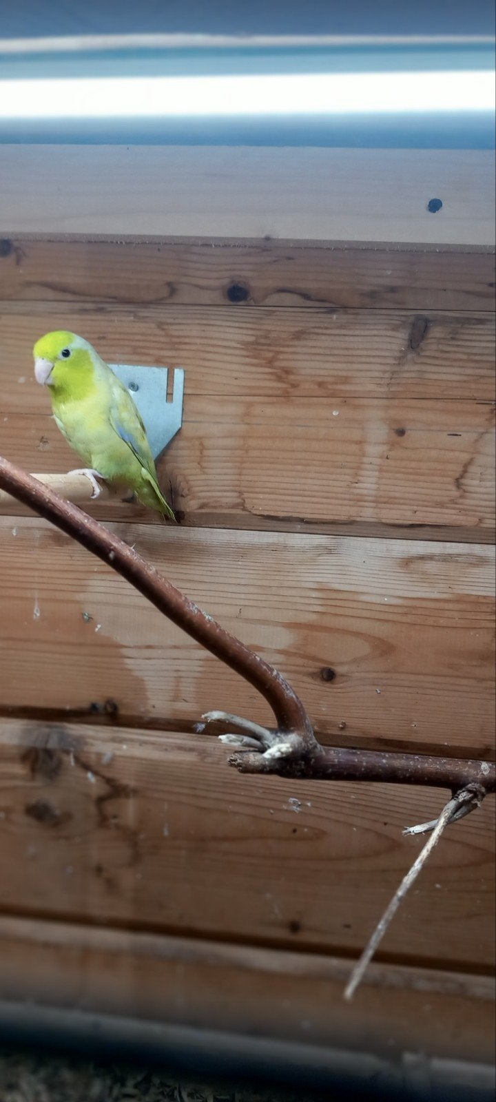 forpus, Dieren en Toebehoren, Mannelijk, Parkiet, Geringd