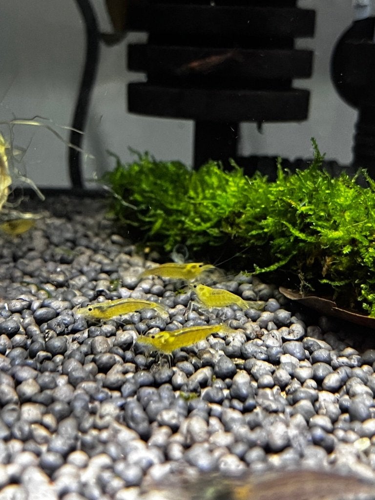 Amano/Japonica Caridina Multidentata Yellow Siergarnaal, Kreeft, Krab of Garnaal, Zoetwatervis