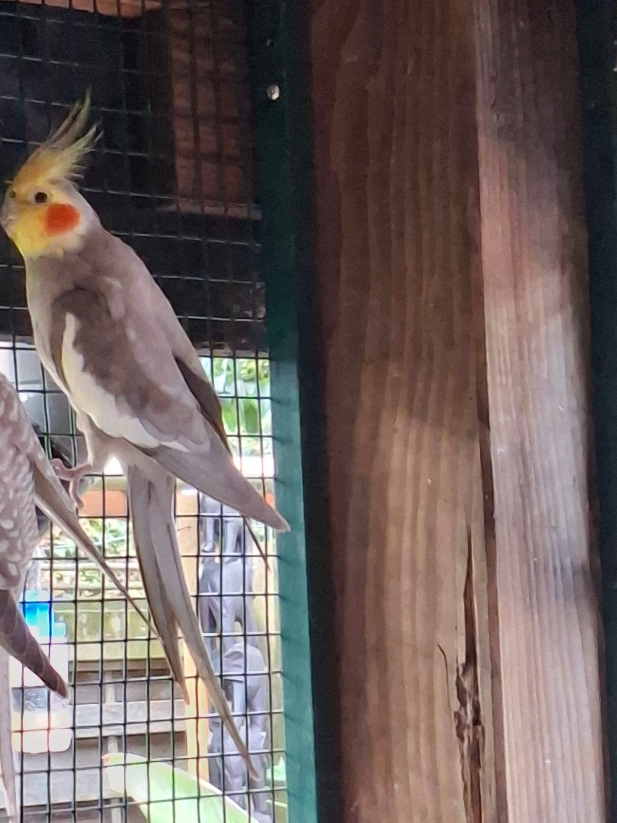 div valkparkieten, Meerdere dieren, Parkiet