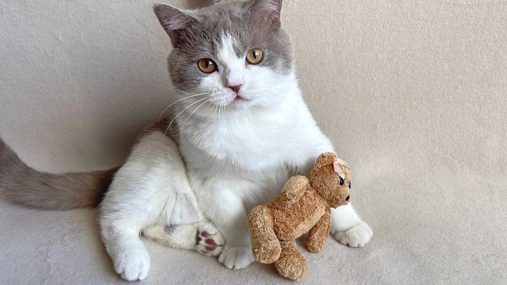 Britse Korthaar kater met stamboom, Kater, Met stamboom, 0 tot 2 jaar