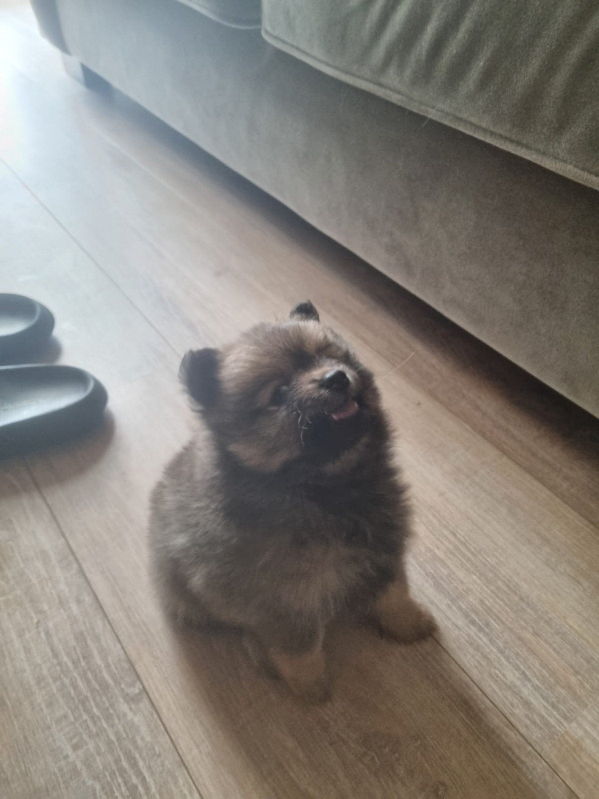 pomeriaan teefje, Overige rassen, 8 tot 15 weken, Teef, Eén hond