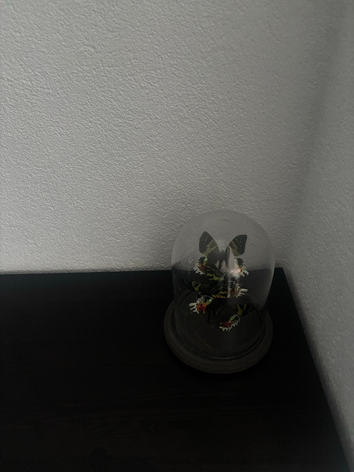 Glazen stolp met kunst vlinders, Huis en Inrichting, Glas, Ophalen, Zo goed als nieuw