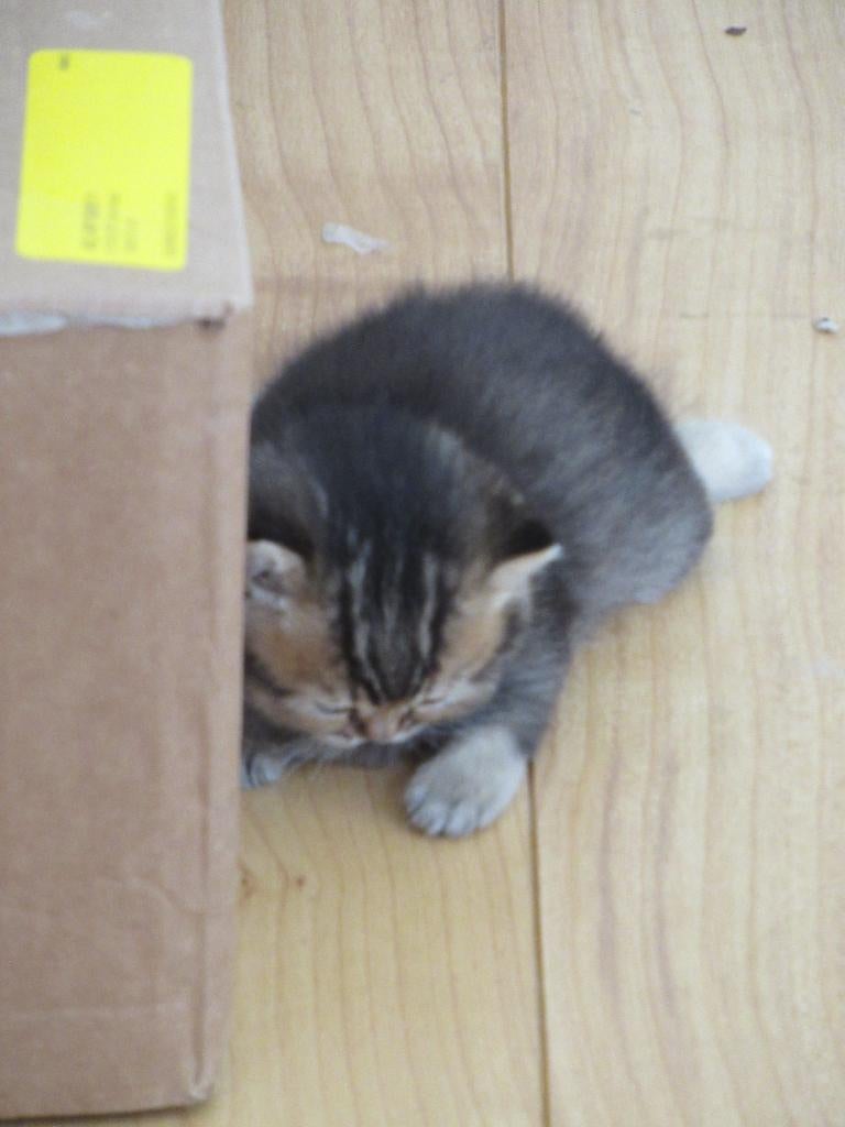 Kitten (v), Britse Korthaar, Poes, Ontwormd, 0 tot 2 jaar