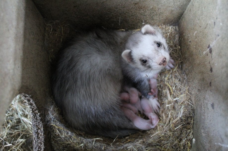 Fretten pups te koop, Dieren en Toebehoren, Overige Dieren, Mei, Meerdere dieren