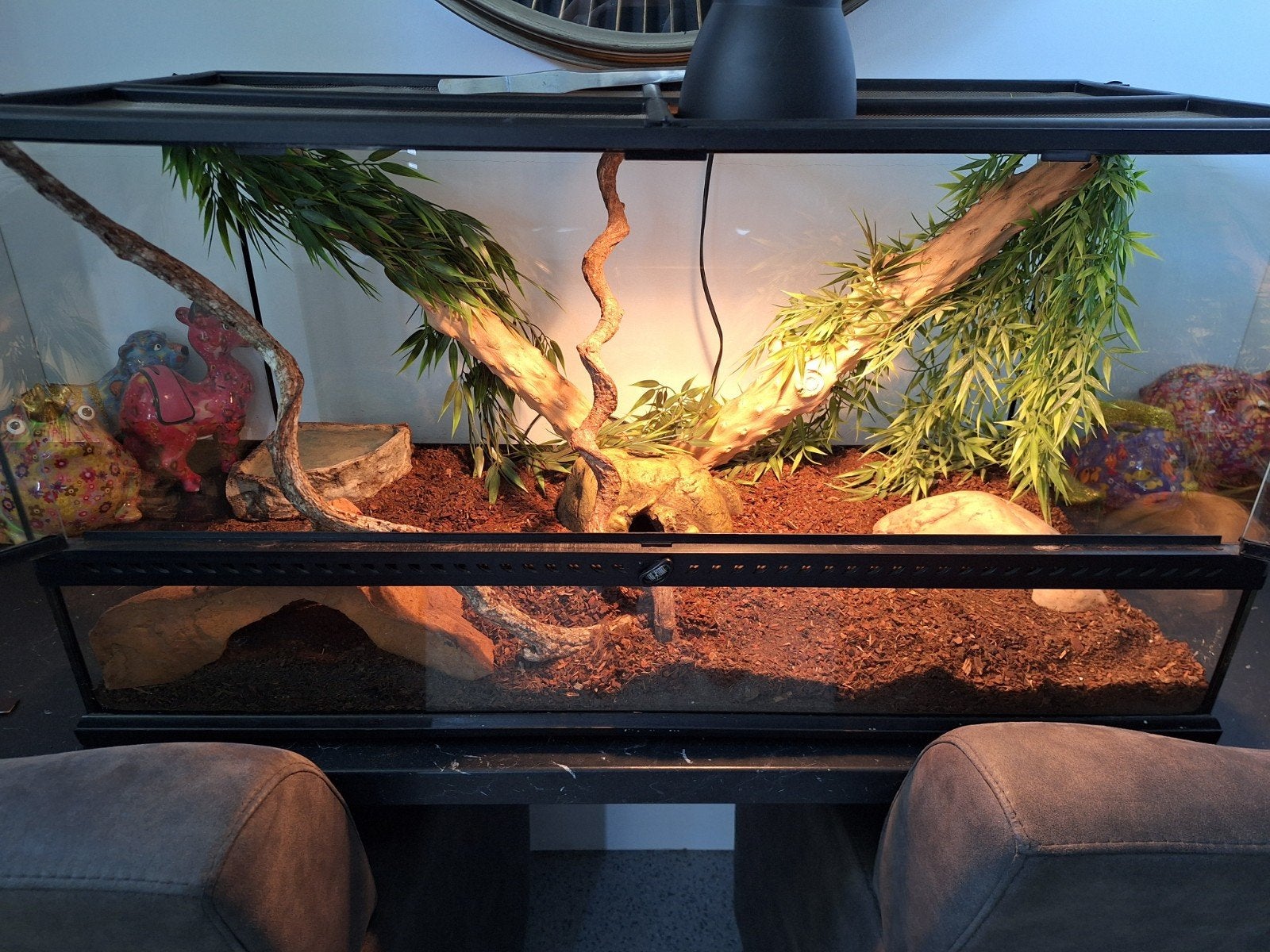 Terrarium compleet met 2 rattenslangen Rat Snake photo 5