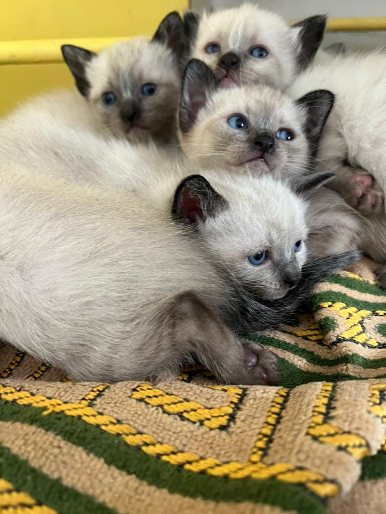 Siamese kittens  zoeken lief baasje, Dieren en Toebehoren, Katten en Kittens | Raskatten | Korthaar, 0 tot 2 jaar
