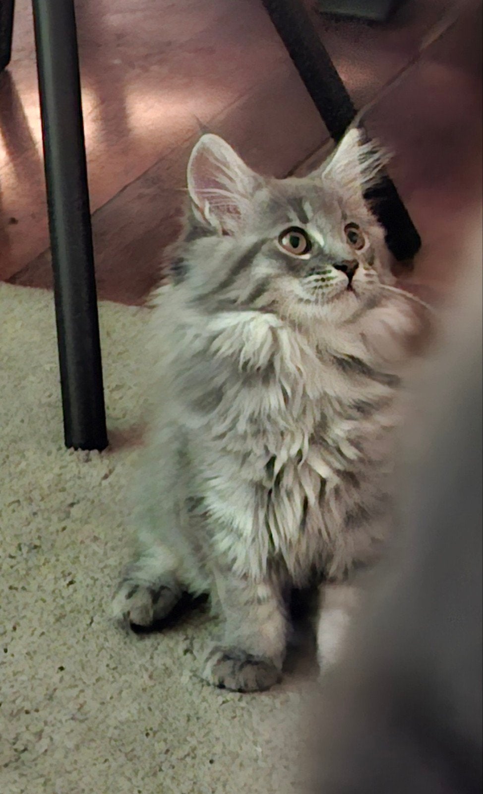 Prachtige Main coon kittens – 2 katers & 3 poesjes 

Bes, Meerdere dieren, Ontwormd