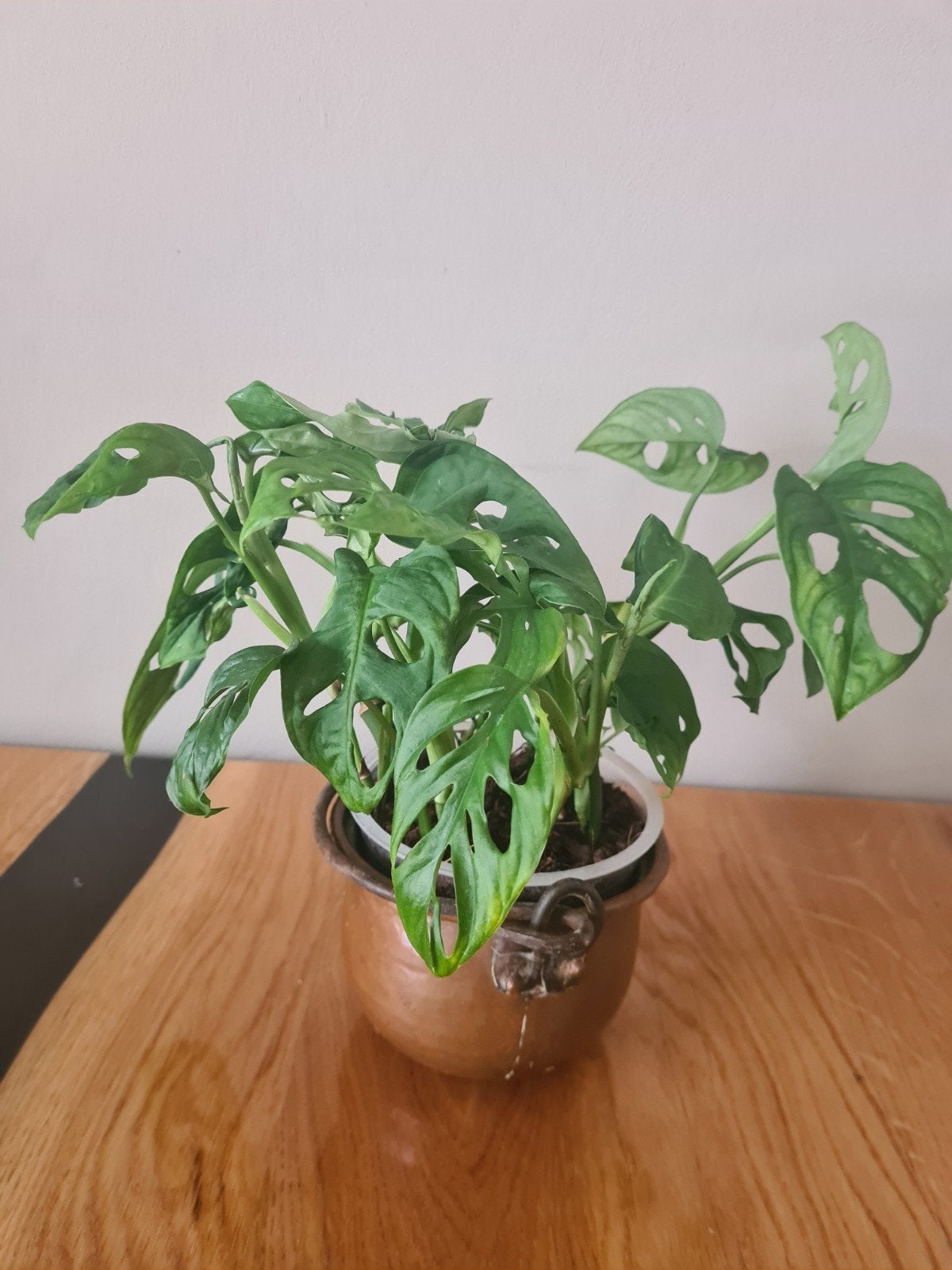 Monstera Monkey Mask (Monstera Adansonii), Ophalen of Verzenden, Halfschaduw, Minder dan 100 cm