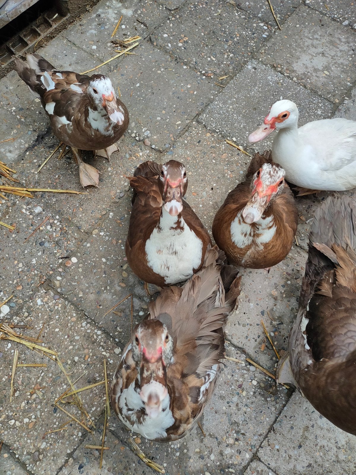 Jonge muskuseend vrouwtjes ca 7maanden, Dieren en Toebehoren, Vrouwelijk, Eend