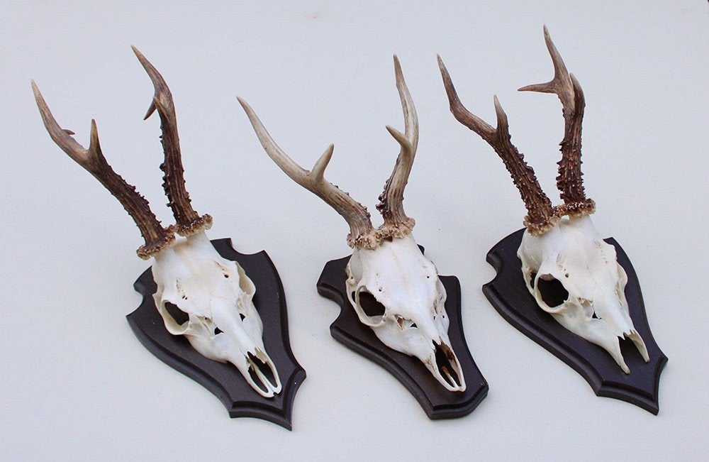 3 x groot REE GEWEI op houten schild -  set G
