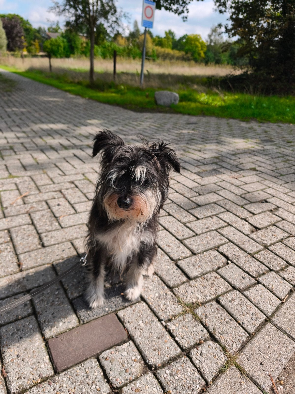 Hond van 10 jaar zoekt goed huisje., Dieren en Toebehoren, Ophalen, Hond