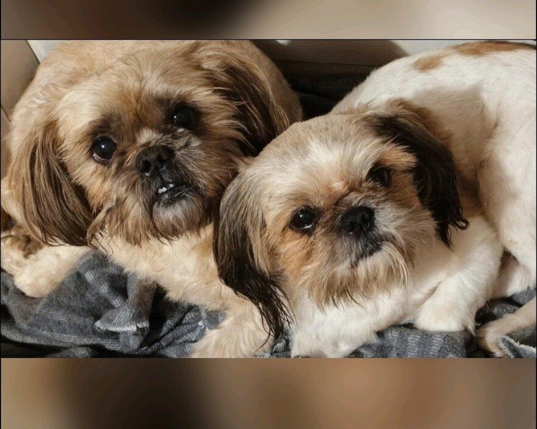 Shih-tzu Broertjes Djewy & Lani zoeken samen een warm thuis, 6 jaar of ouder, Meerdere, Nederland, Particulier