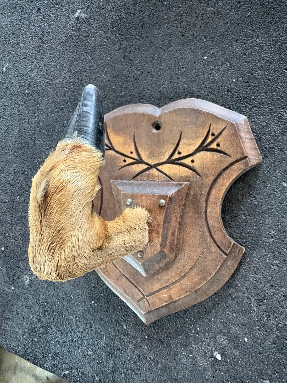 Vintage Taxidermie Reepoot op Houten Schildje, Ophalen of Verzenden, Gebruikt