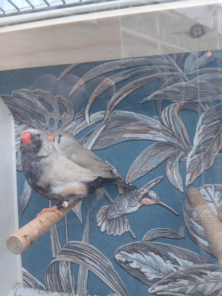 Koppel bleekrug charcoal, Dieren en Toebehoren, Vogels | Overige Vogels, Meerdere dieren