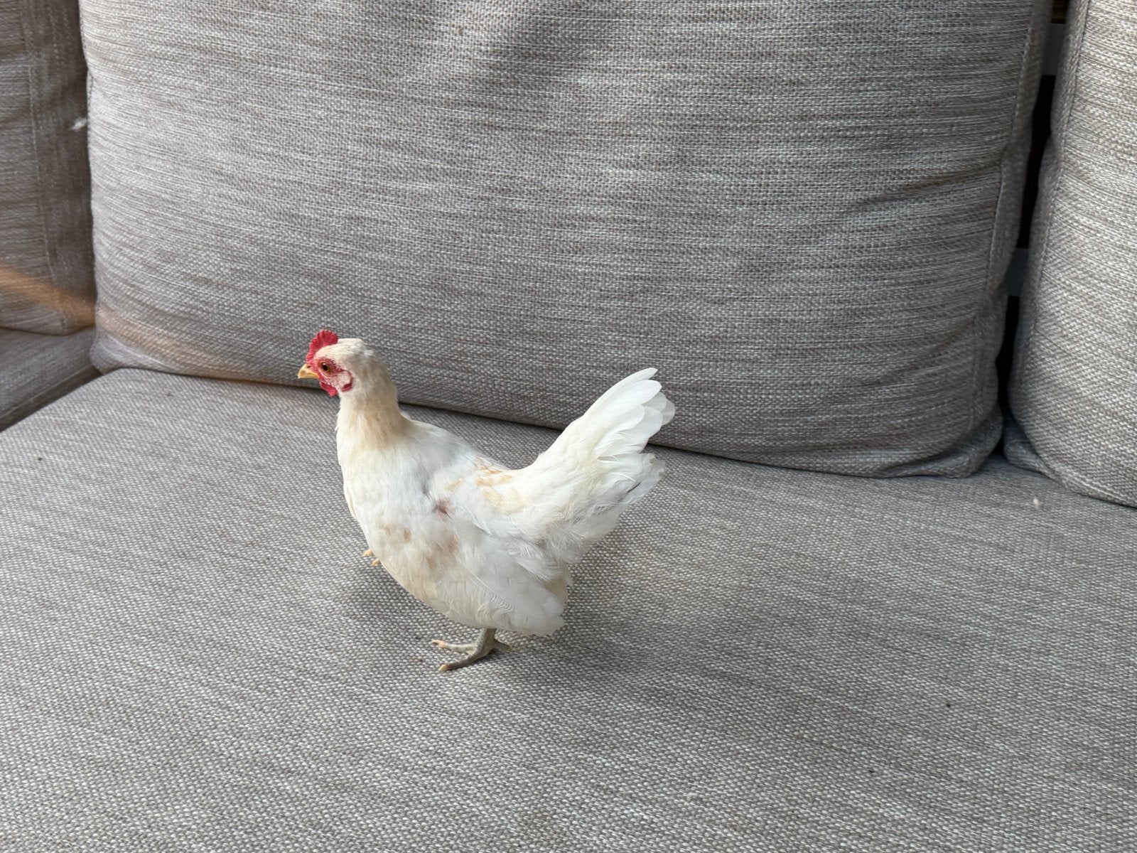 2 serama haantjes gratis afhalen, Dieren en Toebehoren, Pluimvee, Mannelijk, Kip