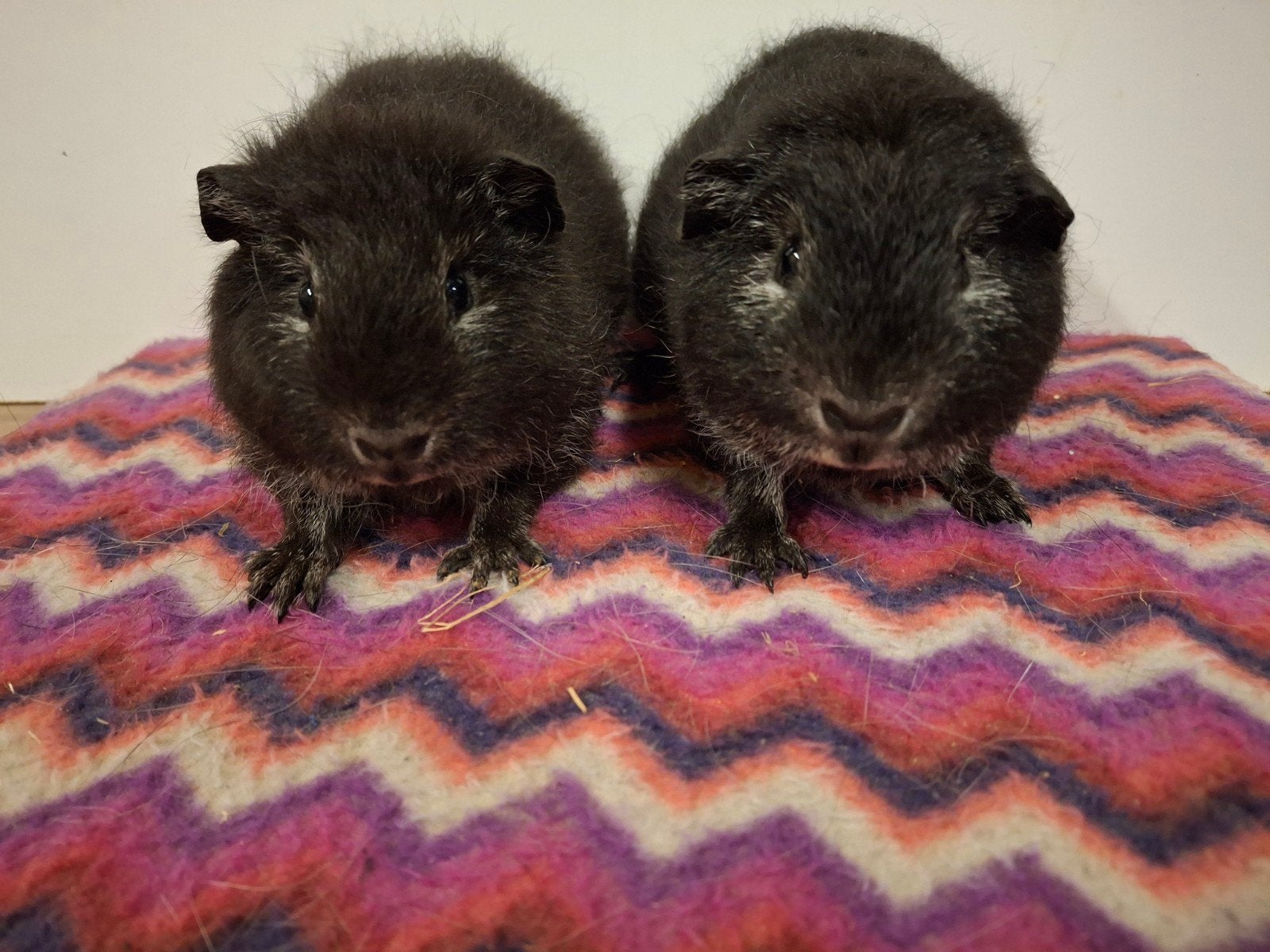 CH-teddy x gladhaar zilvervos cavia beertjes, Dieren en Toebehoren, Cavia, Juni, Mannelijk, Tam