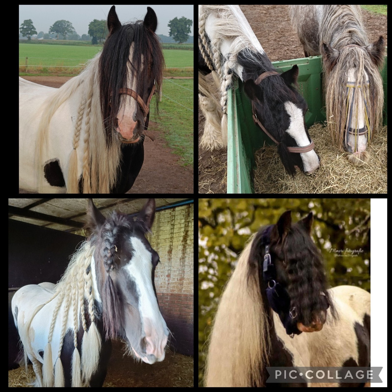 Tinker ruin zwart bont 9 jr, Gechipt, Minder dan 160 cm, Ruin, Niet van toepassing