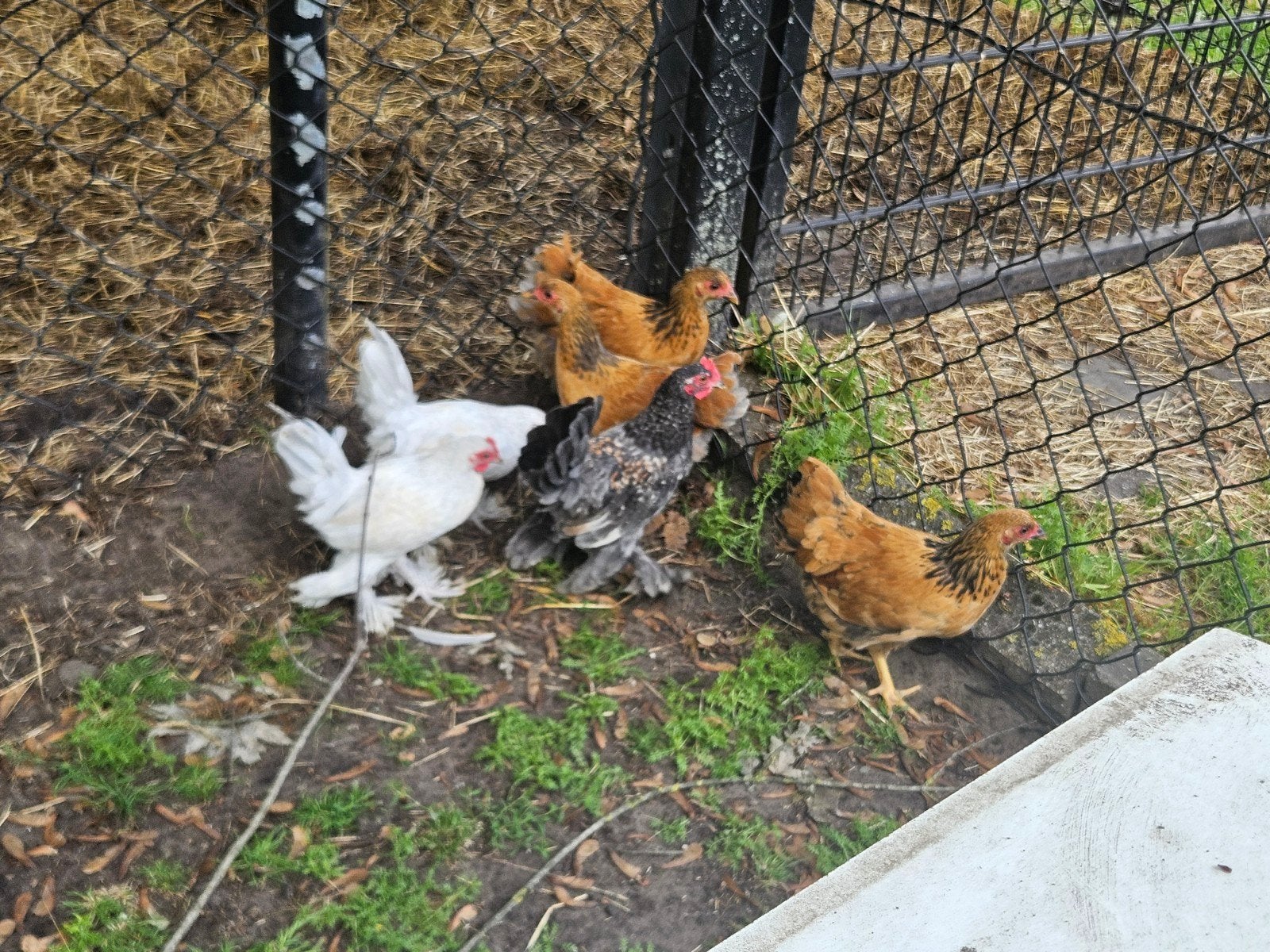 Sabelpootkriel haan, Dieren en Toebehoren, Mannelijk, Kip