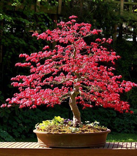 Red Maple Bonsai zaadjes, winterhard, Ophalen of Verzenden, Halfschaduw