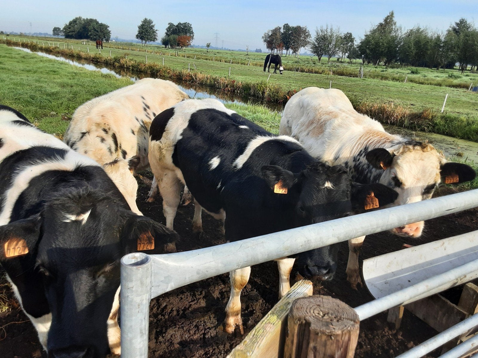 dikbil vee   aangepast   bieden van af 2400 exs, Dieren en Toebehoren, Vrouwelijk