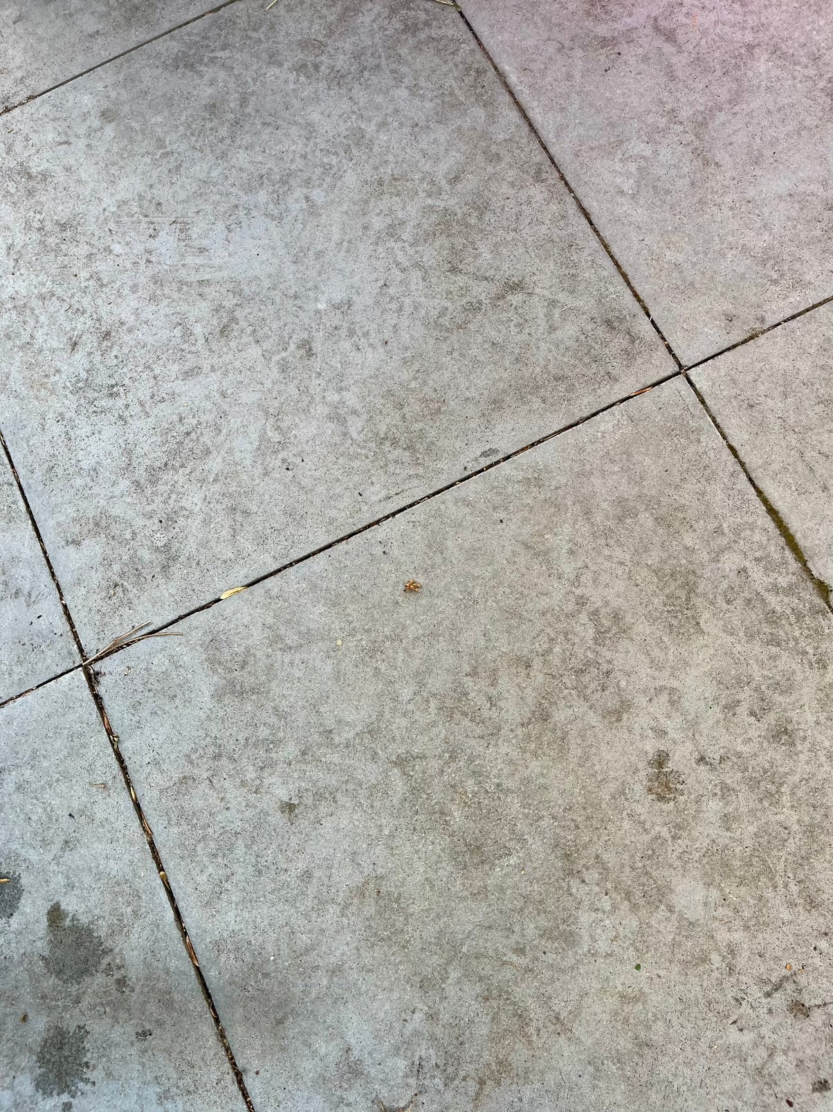 Gratis 10 grote betontegels, Tuin en Terras, Ophalen, Gebruikt, Beton, Terrastegels