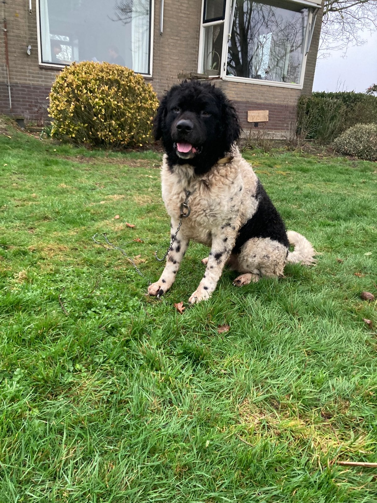 Wetter houn ter dekking, Eén hond, CDV (hondenziekte), 3 tot 5 jaar, Nederland