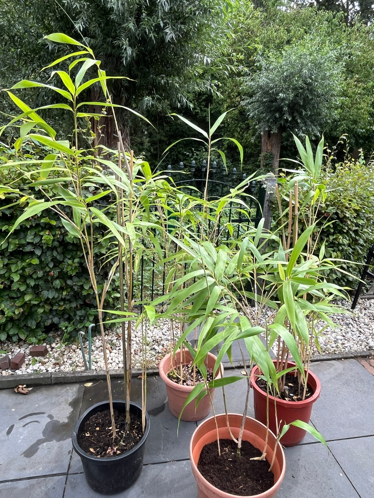 Bamboe planten in potten - Diverse maten, Volle zon, Vaste plant, Bloeit niet, Ophalen