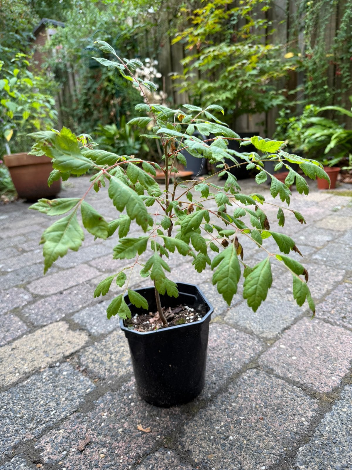 Chinese Vernisboom -Koelreuteria paniculata, Overige soorten, Minder dan 100 cm, Zomer, Ophalen