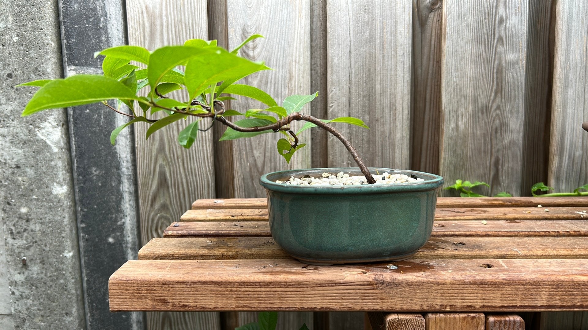 Pre Bonsai Prunus Serotina, Ophalen, Zo goed als nieuw, Minder dan 30 cm