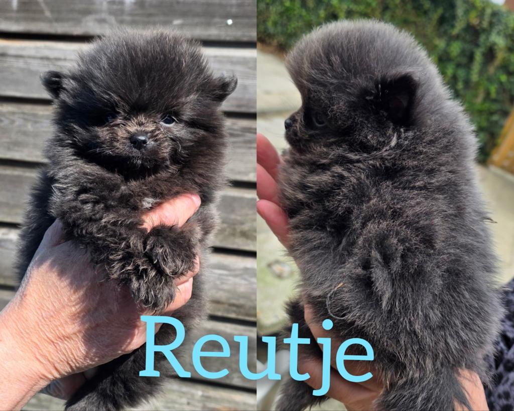 Nog 1 ,kort gebouwd  blauw pomeriaan reutje, Dieren en Toebehoren, Honden | Poolhonden, Keeshonden en Oertypen, Keeshond, Meerdere