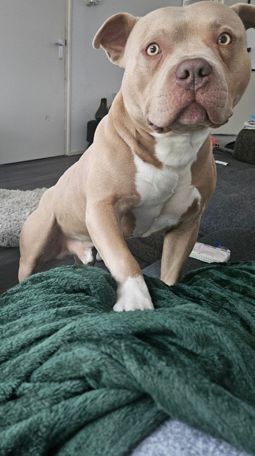 Dekreu aangeboden amerikaanse bully standaard, Dieren en Toebehoren, Reu, Eén hond, 3 tot 5 jaar, HCC (leverziekte)