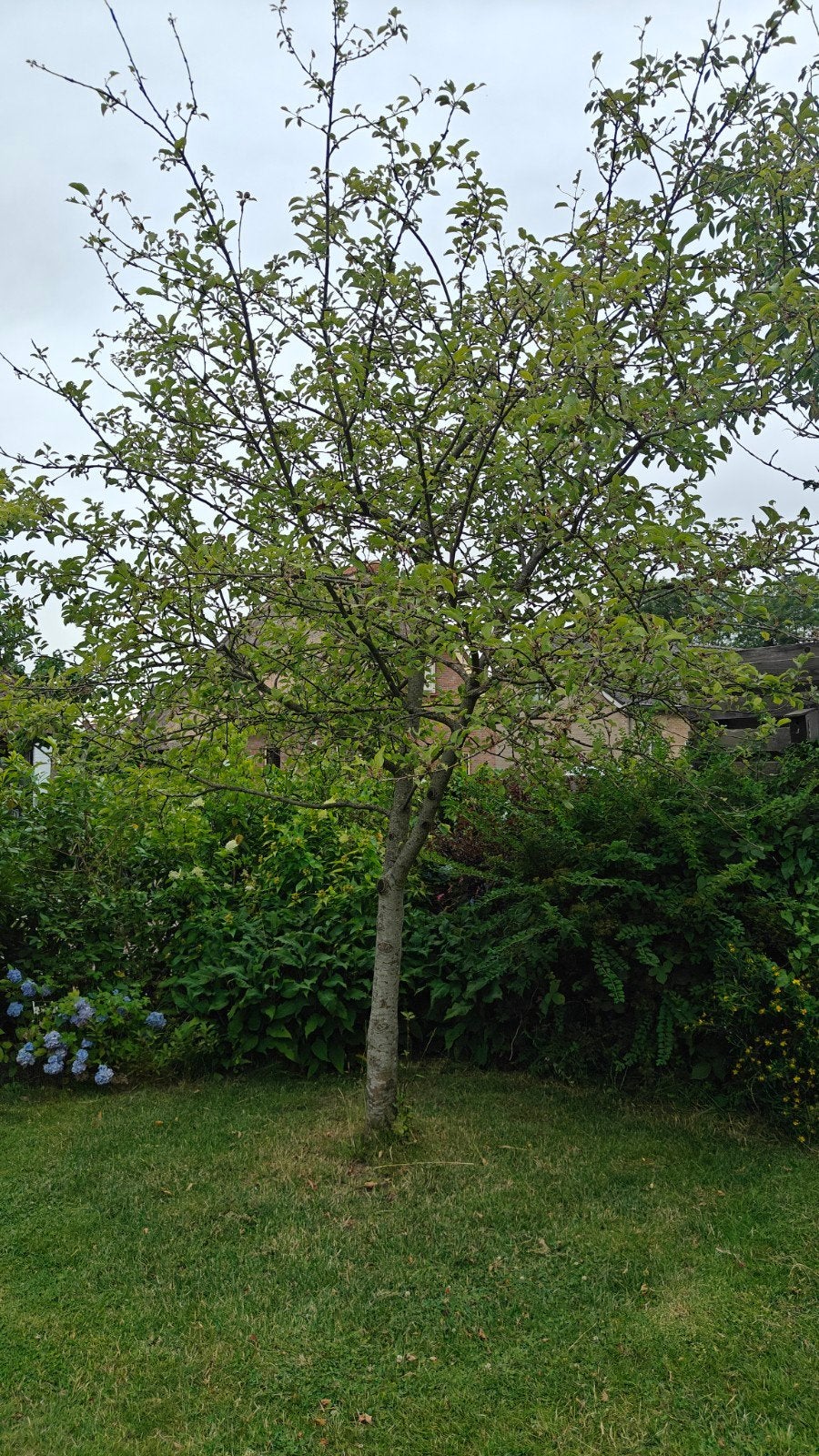 Appelboom 4m hoog GRATIS - jaarlijks veel appels, Overige soorten, Lente, 400 cm of meer, Ophalen