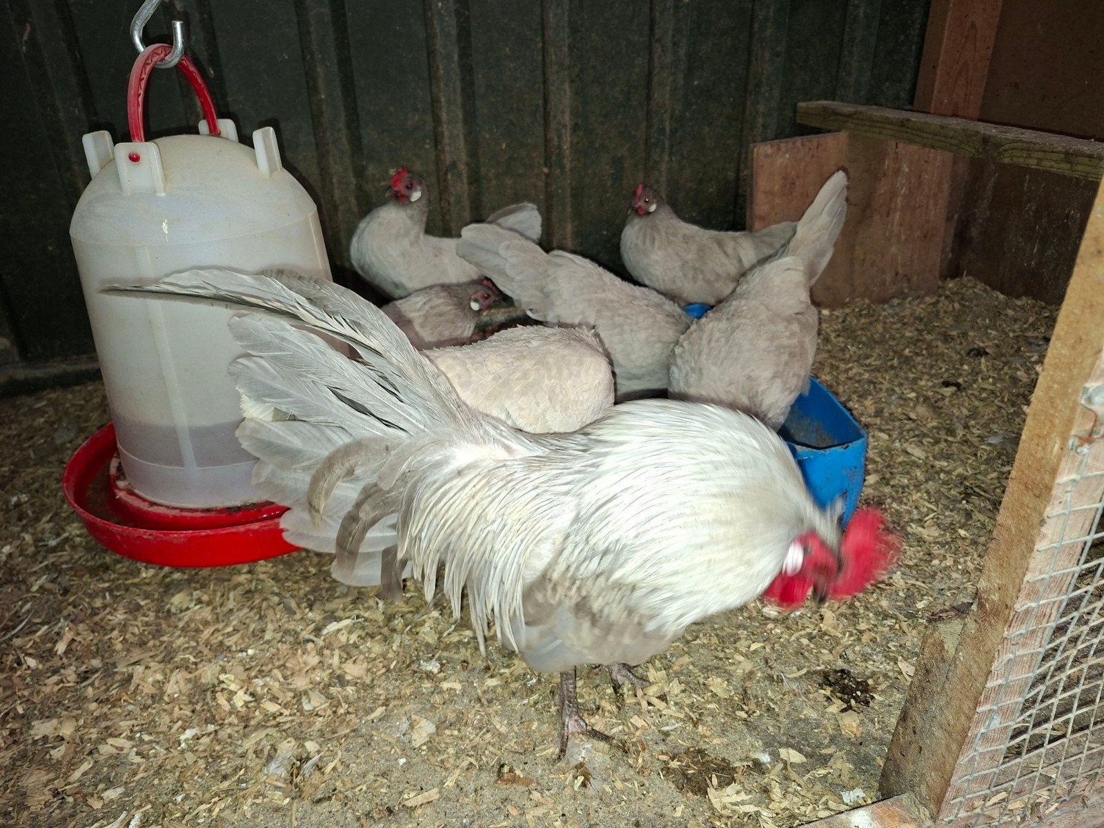 Broedeieren van Hollandse kriel Parelgrijs, Dieren en Toebehoren, Pluimvee, Geslacht onbekend, Kip