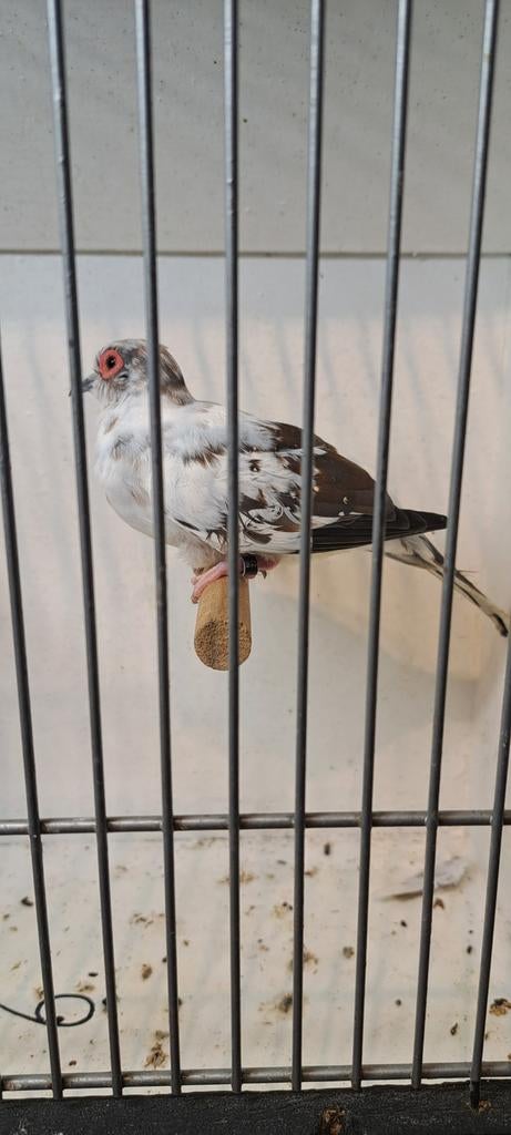Bonte diamand duiven duifjes, Dieren en Toebehoren, Meerdere dieren, Geringd